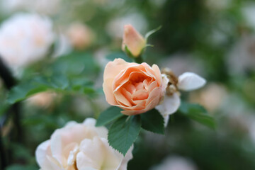 Naklejka premium orange rose in garden