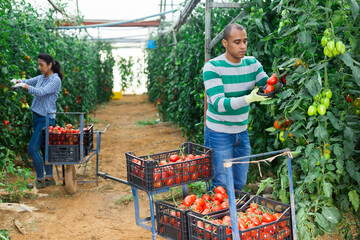 Obraz premium Focused latin american farm worker gathering crop of organic tomatoes cultivar in hothouse. Spring harvest time
