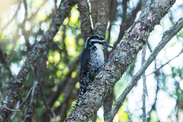 Closeup of an Eurasian three-toed woodpecker on an old Spruce branch in Riisitunturi National Park, Northern Finland	