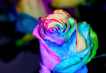 Close up of Rainbow Colored Dyed Roses