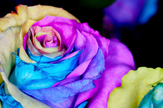 Close up of Rainbow Colored Dyed Roses