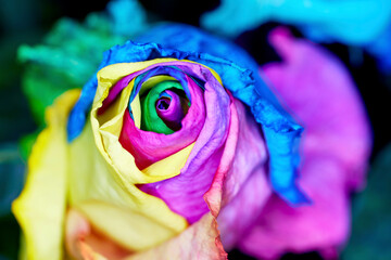 Close up of Rainbow Colored Dyed Roses