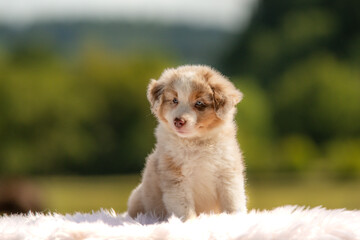 Portrait d'un chiot de race berger australien dans un élevage