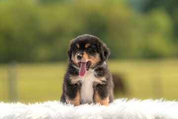 Portrait d'un chiot de race berger australien dans un élevage
