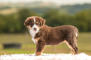 Portrait d'un chiot de race berger australien dans un élevage