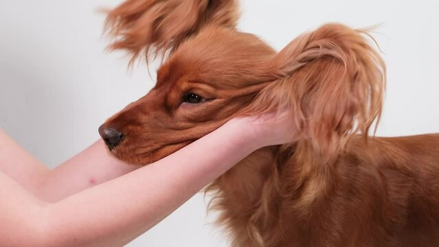 Massage the dog's ears after washing them. English Cocker Spaniel is having fun. Slow motion.