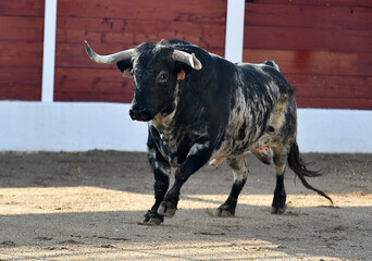 toro tipico español con grandes cuernos