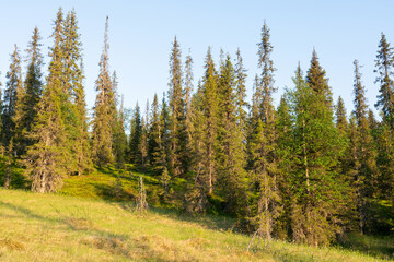 A hillside wet Spruce forest on a summer evening in Riisitunturi National Park, Northern Finland 