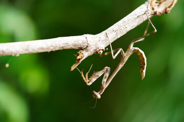 Brown Brazilian praying mantis (Stagmatoptera binotata, family Mantidae), well camouflaged, hanging...