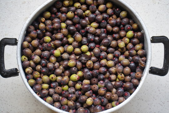 Freshly harvested palm fruits of the Oenocarpus palm in the Amazon rainforest, already removed from the umbel hanging high up on the tree. They are processed into a healthy juice.