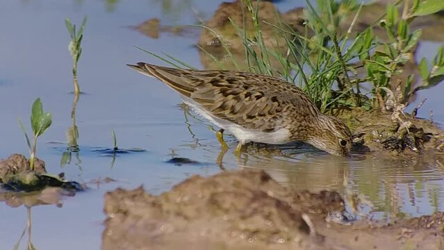 Temminck's stint (Calidris temminckii) feeding on an artesian pond in desert habitats, Southern Kazakhstan