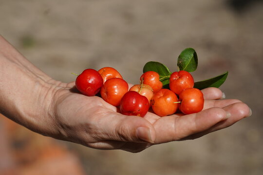 Freshly harvested, ripe acerola fruits in an open hand (Malpighia glabra, Malpighiaceae). They are bright red, tropical fruits, rich in vitamin C, which grow on bushes here in Amazonia, Brazil.