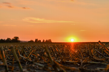 Sunset over the stubbles of freshly harvested corn field in early autumn. Selective focus. Low DOF.
