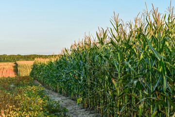 The edge of corn or maize field in autumn. Agricultural concept.