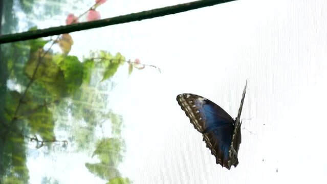 Blue morpho butterfly on the ground, fluttering around. Under-side and top-side are visible. Victoria Butterfly Gardens