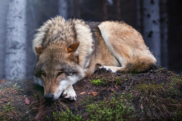 Naklejka na ściany i meble Schlafender Wolf