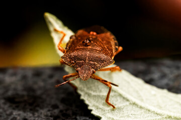 Macro photograph of Otiorhynchus sulcatus (Vine Weevil). Native to Europe but common in North America as well. It is a pest of many garden plants