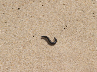 Archispirostreptus, magnificent millipede, exploring the golden sand of a tropical beach. Exotic specimen in a unique and captivating landscape.