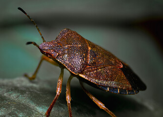 Macro photograph of Otiorhynchus sulcatus (Vine Weevil). Native to Europe but common in North America as well. It is a pest of many garden plants