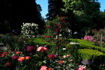 Fototapeta na wymiar Rose garden The famous gardens of Butchert on Victoria Island. Canada. The Butchart Gardens
