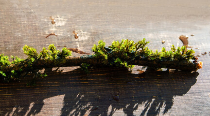 Moss on the  branch  in the forest oа  Сhicago  suburb