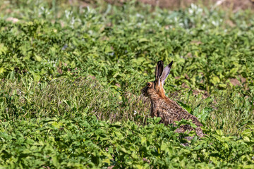 Brown hare sits on agricultural field. European hare. Lepus europaeus. Agriculture, rodent control