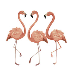Set of Exotic pink flamingo birds. Flamingos with peach rose feathers standing. Rosy plumage flam bird cartoon vector illustration isolated on white background.