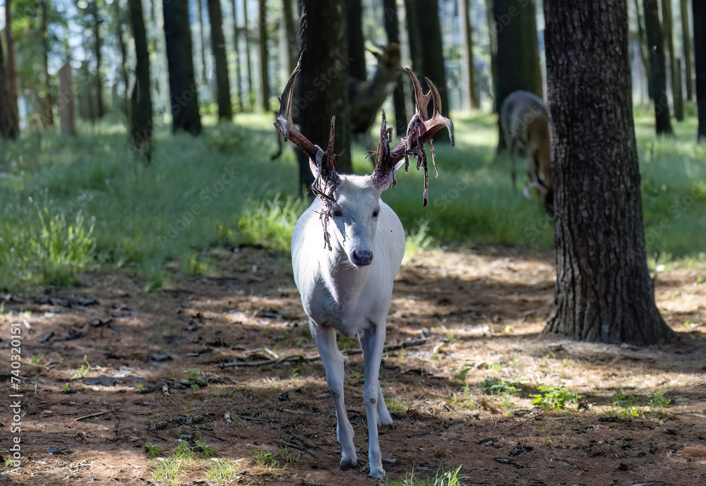 Sticker  Awesome, rare White tailed Deer . Shedding Their Velvet