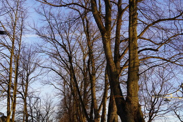Close up, selective focus of tree branches during winter time on a sunny day.