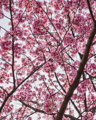 Japanese Cherry Blossom Sakura Masturi 02