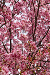 Japanese Cherry Blossom Sakura Masturi 01