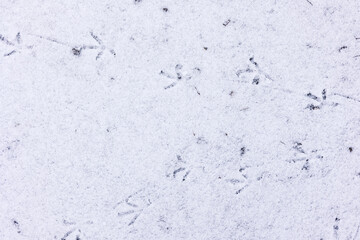 Bird tracks in the snow