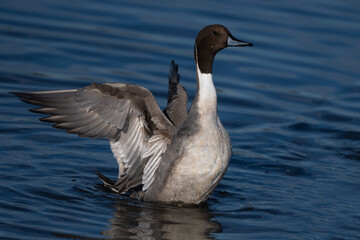 Northern Pintail Duck Male Wings Up Finishing a Bath