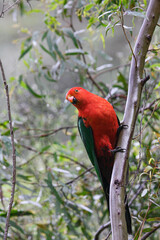 King Parrot is sitting on a branch.