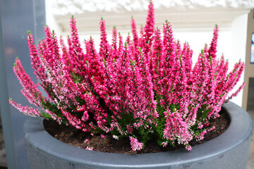 colorful heather flowers in flower pots