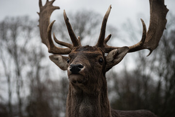 Kopf eines Damhirsch