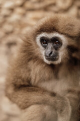 Zoo