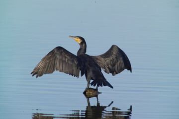 Cormorano (Phalacrocorax carbo). Grand Cormoran. Laguna di Casaraccio. Stintino, Sardegna, Italia