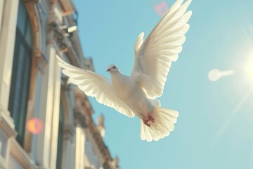 White dove in flight clear sky background