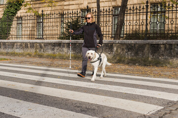 Guide dog helping a visually impaired woman to cross the street at the marked crosswalk. Blind...