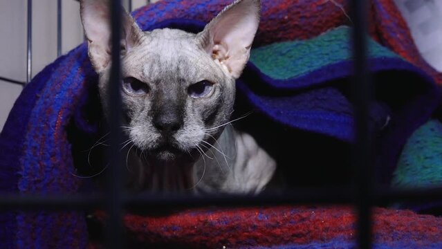 A gray Sphynx cat is looking into the camera. Cat Behind bars in a cage.