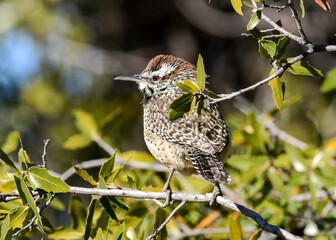 Cactus Wren at Chihuahuan Desert Nature Center, near Fort Davis, Texas