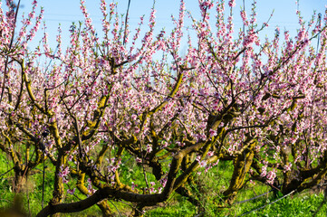Nature in its splendor: nectarine trees in bloom.