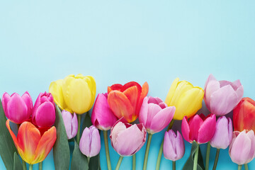 Colorful Tulip Assortment on Pastel Blue Background. Greeting card. Copy space