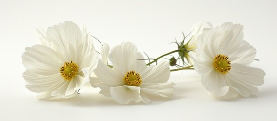 three white flowers with a yellow center on a white background . High quality