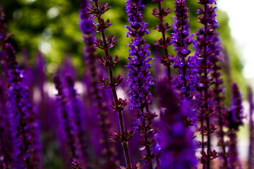 Sage blooming in the garden.
