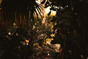 Flowering cacti in the garden.