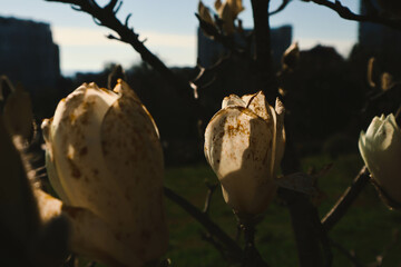 Magnolia Sulanja Jenny.  Magnolia branch on the blue sky background.
