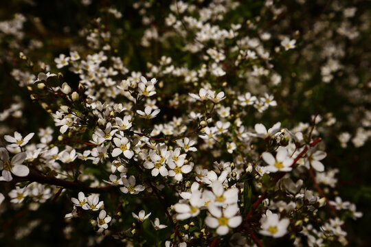Thunberg spiraea or Thunberg's meadowsweet small white flowers, roses bloom. Photos of flowers in muted and warm colors
