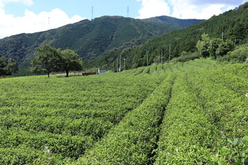 Fototapeta na wymiar 岐阜のマチュピチュ 天空の茶畑